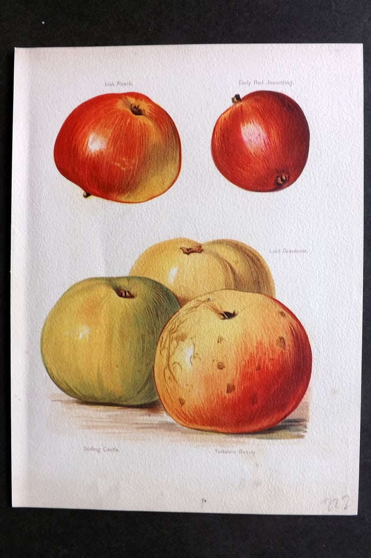 Wright, John 1894 Antique Fruit Print. Peaches - Irish, Early Red Joanetting, Grosvenor, Stirling (1 of 1)