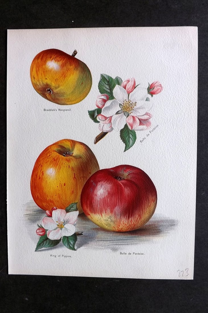Wright, John 1894 Antique Fruit Print. Apples - Braddick's Nonpareil, King of Pippins, Belle de (1 of 1)