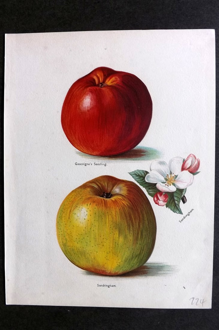 Wright, John 1894 Antique Fruit Print. Apples - Gascoigne's Seedling, Sandringham: Chromolithographs Published 1892-4 by J.S. Virtue & Co, London for "The Fruit Growers Guide" First Edition by John Wright. Paper Size: 11 x 8 inch (28 x 21cm) Good Condition