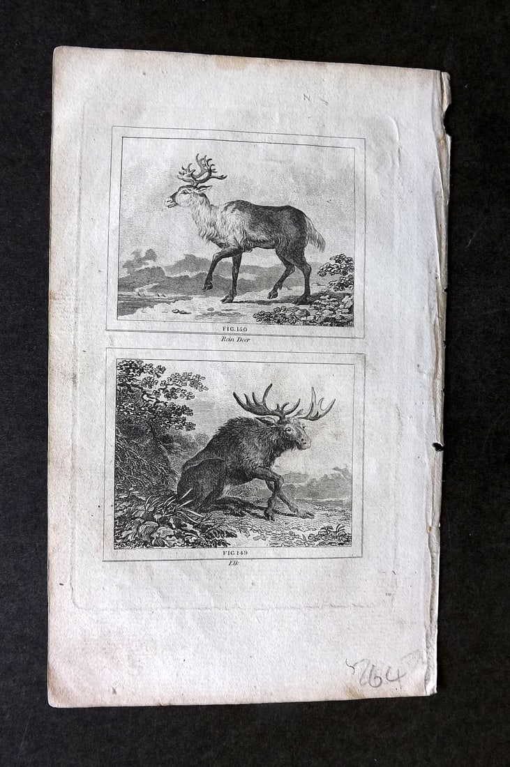 Buffon & Barr C1800 Antique Print. Reindeer, Elk (1 of 1)