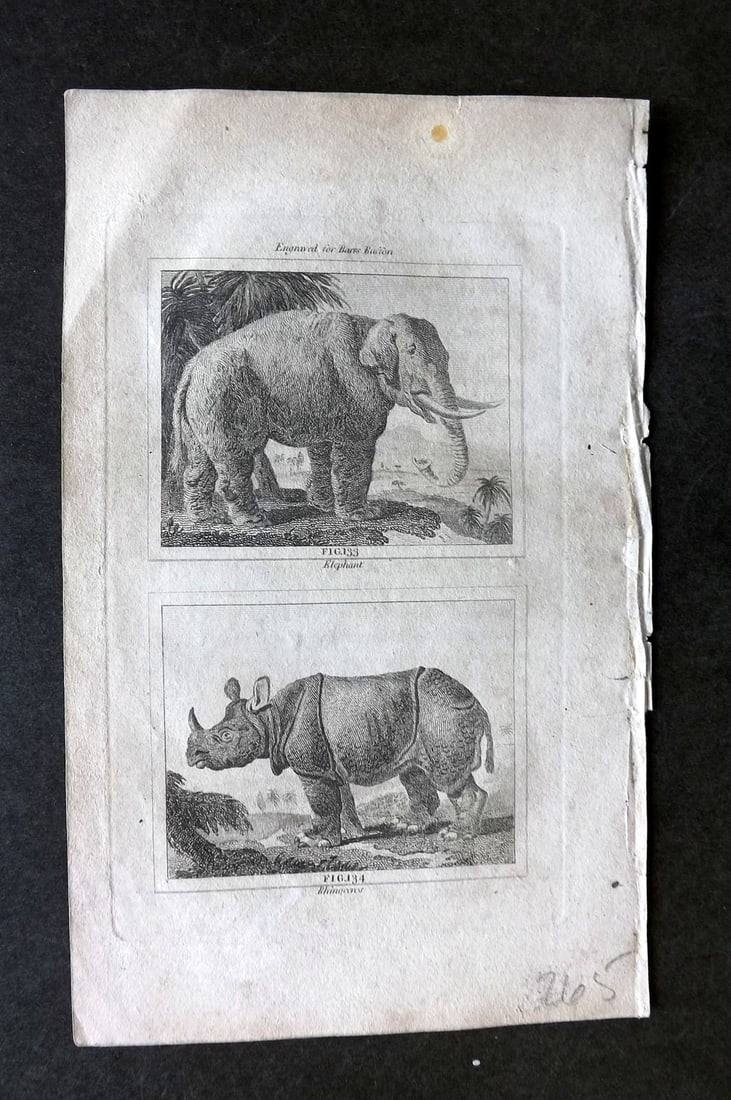 Buffon & Barr C1800 Antique Print. Elephant, Rhino (1 of 1)