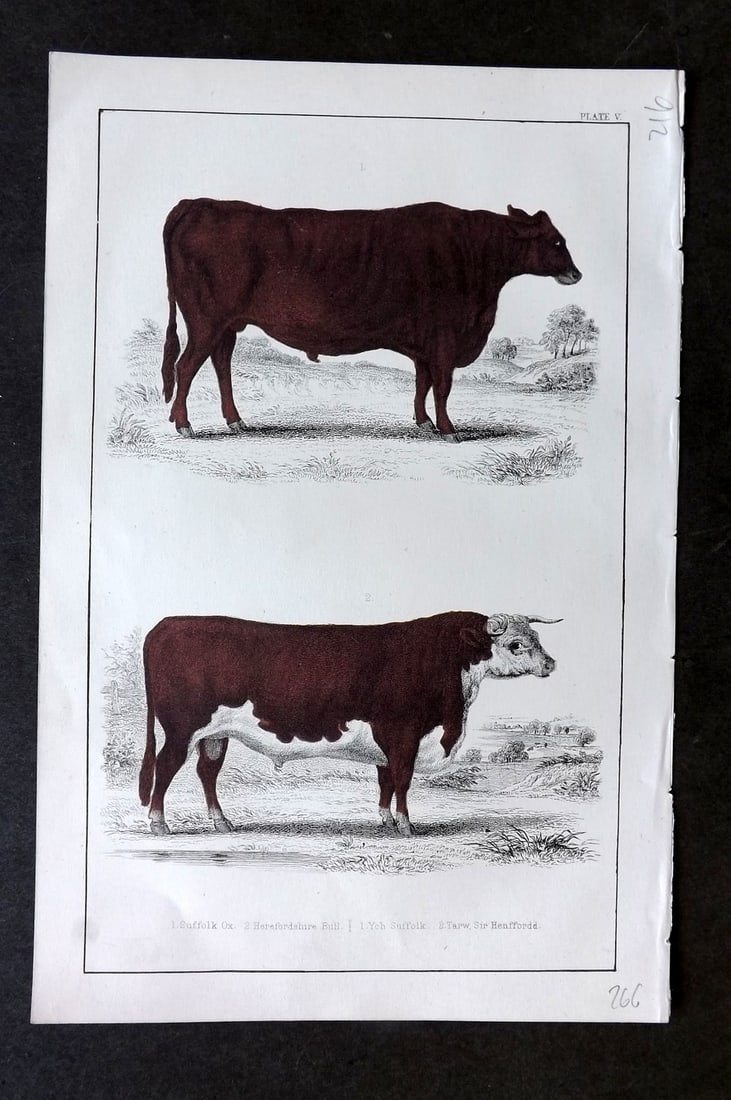 Goldsmith C1855 Hand Col Print. Suffolk Ox. Herefordshire Bull 05: Hand Colored Etching/Engraving Published C1855 by A. Fullarton & Co., London for "A History of the Earth and Animated Nature" by Oliver Goldsmith. Paper Size: 10 x 6 inch (25 x 16cm) Good Condition