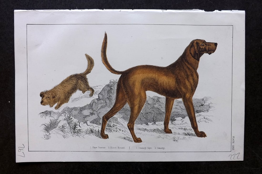 Goldsmith C1855 Hand Col Print. Skye Terrier. Blood Hound Dog 63: Hand Colored Etching/Engraving Published C1855 by A. Fullarton & Co., London for "A History of the Earth and Animated Nature" by Oliver Goldsmith. Paper Size: 10 x 6 inch (25 x 16cm) Good Condition