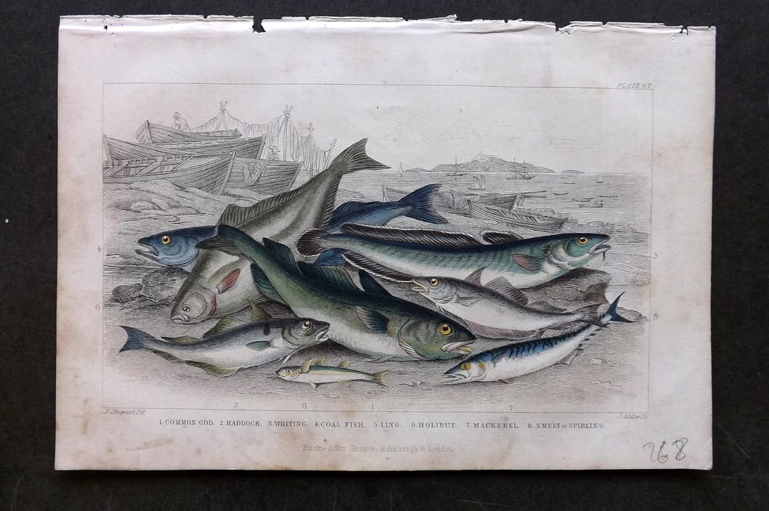 Goldsmith, Oliver 1864 HCol Fish Print. Cod, Haddock, Whiting, Coal Fish, Mackerel 67 (1 of 1)
