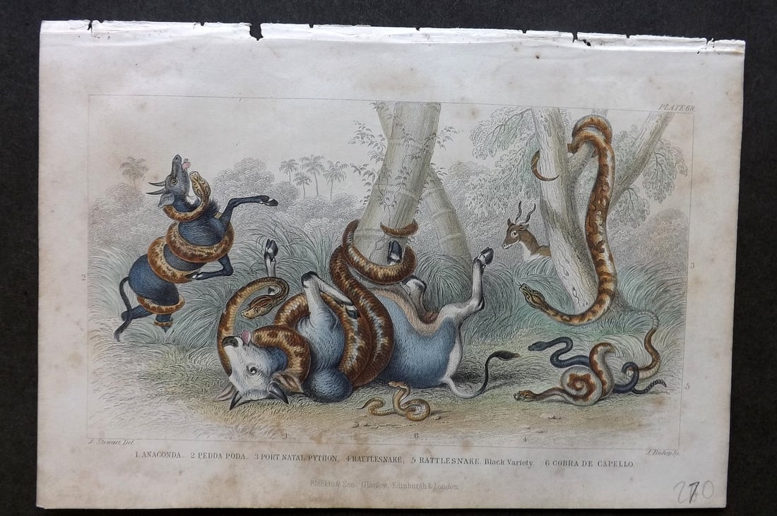 Goldsmith, Oliver 1864 HCol Print. Anaconda, Pedda Poda, Python, Ratle Snake Cobra 68: Hand Colored Steel Engraving Published 1864 by Blackie & Son, London for "A History of the Earth and Animated Nature" by Oliver Goldsmith. Paper Size: 9.5 x 6 inch (24 x 16cm) Some toning, otherwise G