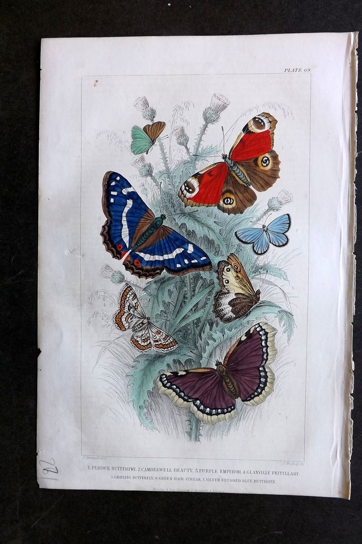 Goldsmith, Oliver 1864 HCol Print. Peacock Butterfly, Camberwell Beauty, Fritillary 69: Hand Colored Steel Engraving Published 1864 by Blackie & Son, London for "A History of the Earth and Animated Nature" by Oliver Goldsmith. Paper Size: 9.5 x 6 inch (24 x 16cm) Good Condition
