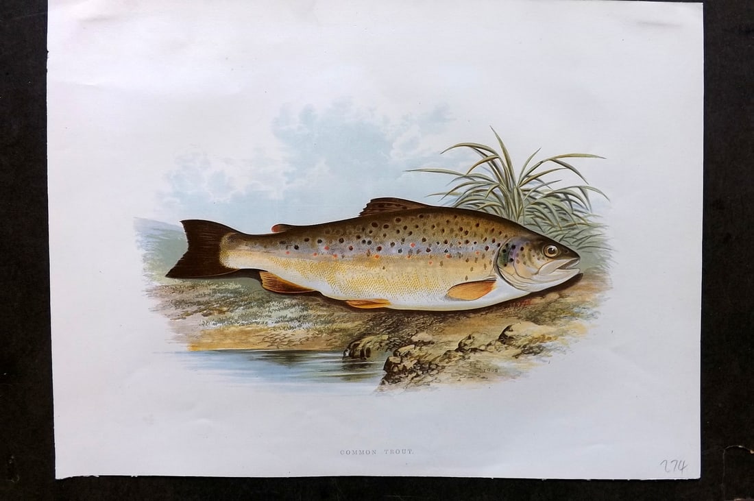 Houghton, Rev. William 1879 Folio Fish Print. Common Trout (1 of 1)