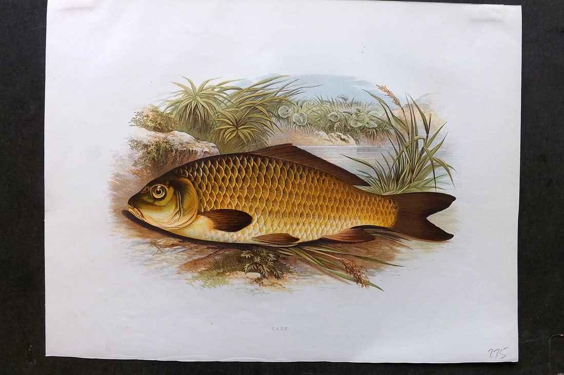 Houghton, Rev. William 1879 Folio Fish Print. Carp (1 of 1)