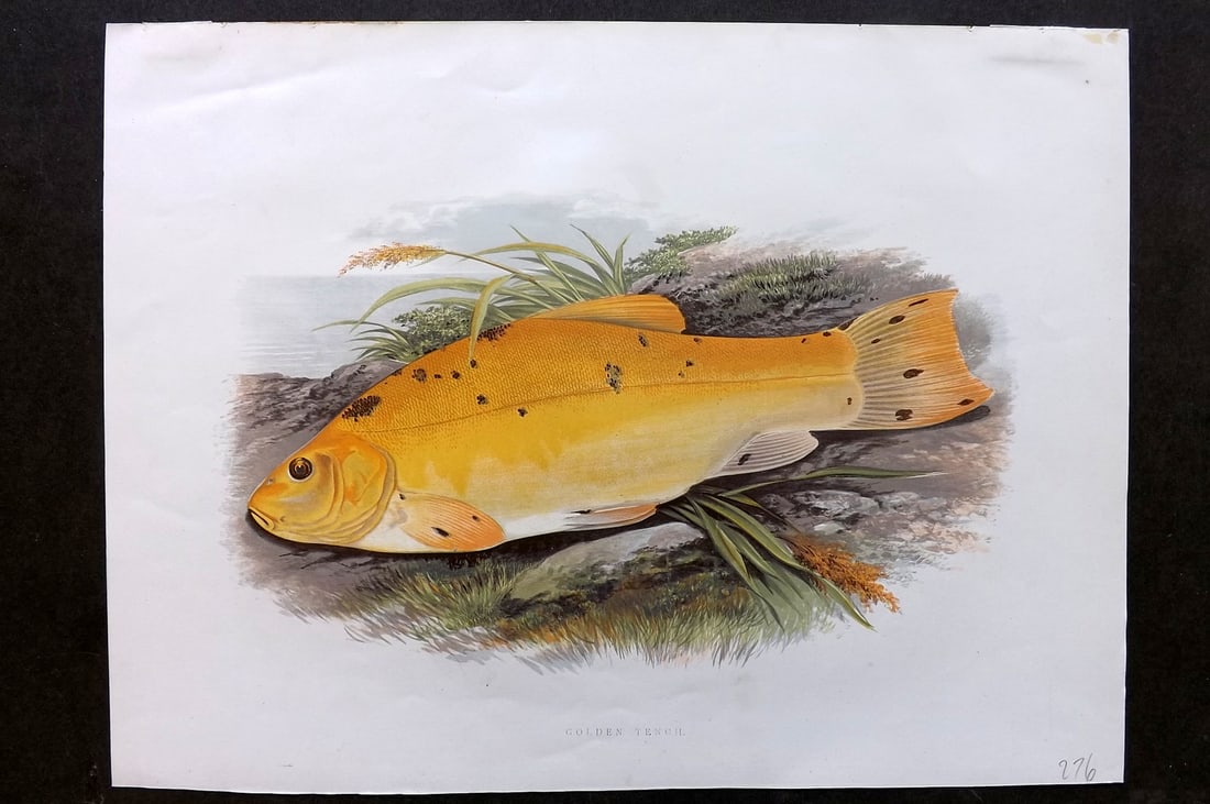 Houghton, Rev. William 1879 Folio Fish Print. Golden Tench (1 of 1)