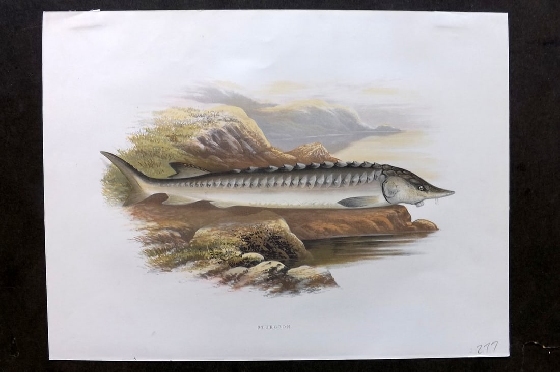 Houghton, Rev. William 1879 Folio Fish Print. Sturgeon (1 of 1)