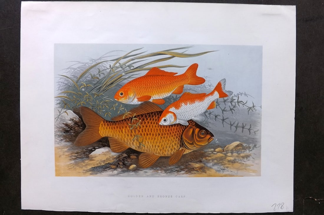 Houghton, Rev. William 1879 Folio Fish Print. Golden & Bronze Carp: Color Printed Woodblock Published 1879 by William Mackenzie, London for "British Fresh-Water Fishes" by the Rev. William Houghton. Illustrated by A. F. Lydon, printed by Benjamin Fawcett. Paper Size: 
