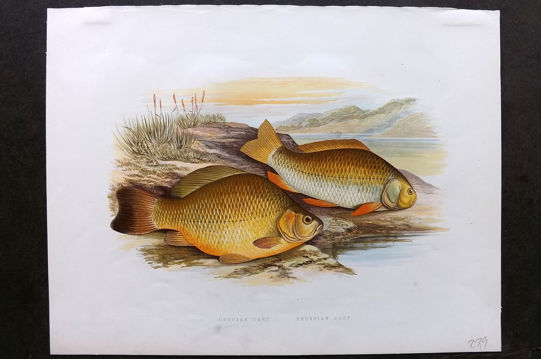 Houghton, Rev. William 1879 Folio Fish Print. Crucian & Prussian Carp: Color Printed Woodblock Published 1879 by William Mackenzie, London for "British Fresh-Water Fishes" by the Rev. William Houghton. Illustrated by A. F. Lydon, printed by Benjamin Fawcett. Paper Size: 