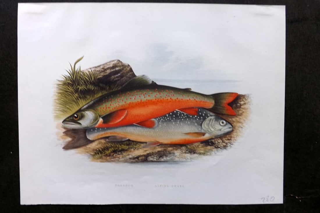 Houghton, Rev. William 1879 Folio Fish Print. Torgoch & Alpine Charr (1 of 1)