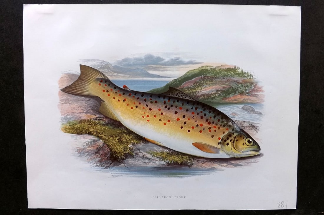 Houghton, Rev. William 1879 Folio Fish Print. Gillaroo Trout (1 of 1)
