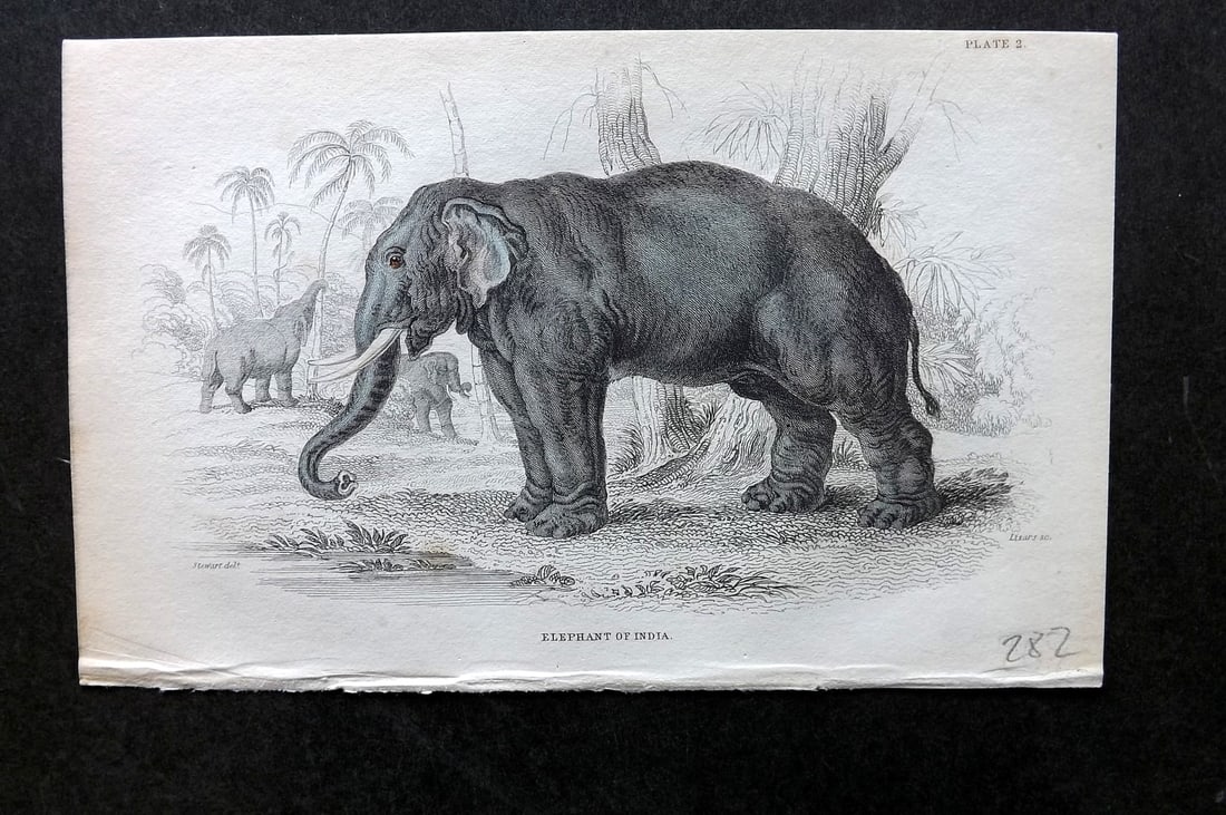 Jardine, William 1836 Hand Col Print. Elephant of India 02 (1 of 1)