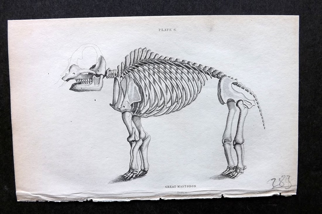 Jardine, William 1836 Antique Anatomy Print. Great Mastodon 06 (1 of 1)