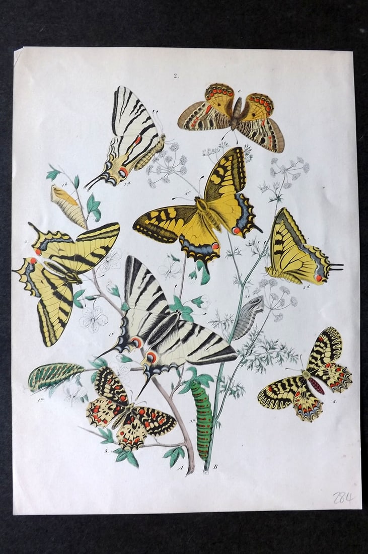 Kirby, William1882 Hand Col Butterfly Print 02: Lithograph Published 1882, London for "European Butterflies and Moths" by W. F. Kirby. Printed in colours and finished by hand. Paper Size: 10 x 8 inch (26 x 20cm) Good Condition