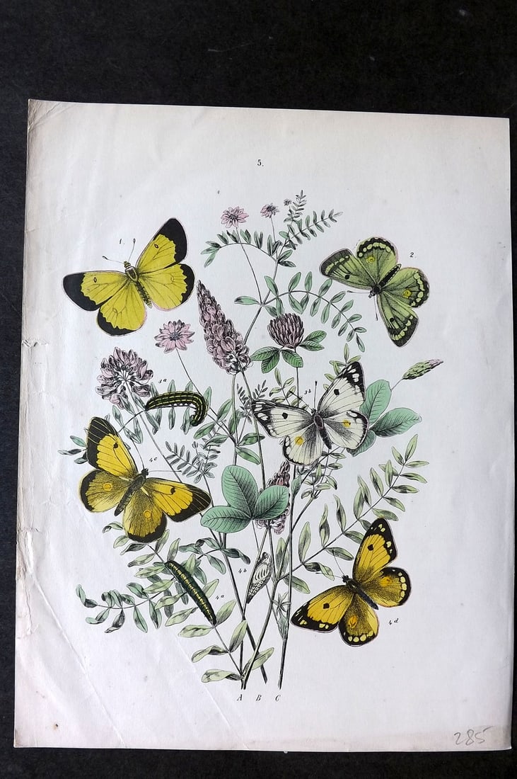 Kirby, William1882 Hand Col Butterfly Print 05: Lithograph Published 1882, London for "European Butterflies and Moths" by W. F. Kirby. Printed in colours and finished by hand. Paper Size: 10 x 8 inch (26 x 20cm) Good Condition