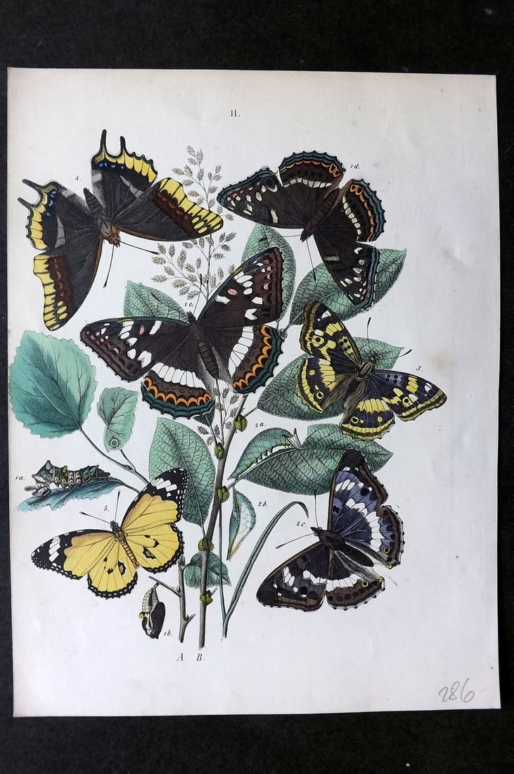Kirby, William1882 Hand Col Butterfly Print 11: Lithograph Published 1882, London for "European Butterflies and Moths" by W. F. Kirby. Printed in colours and finished by hand. Paper Size: 10 x 8 inch (26 x 20cm) Good Condition