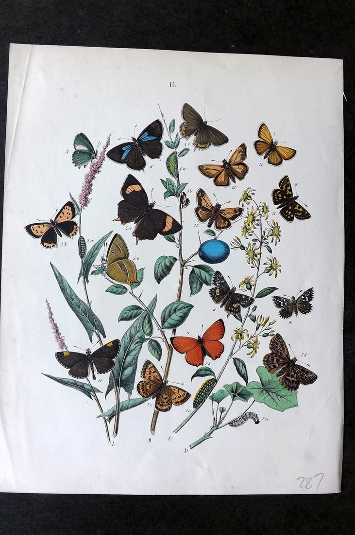 Kirby, William1882 Hand Col Butterfly Print 15: Lithograph Published 1882, London for "European Butterflies and Moths" by W. F. Kirby. Printed in colours and finished by hand. Paper Size: 10 x 8 inch (26 x 20cm) Good Condition