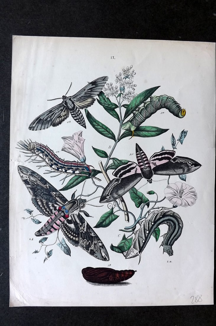 Kirby, William1882 Hand Col Moth Print 17: Lithograph Published 1882, London for "European Butterflies and Moths" by W. F. Kirby. Printed in colours and finished by hand. Paper Size: 10 x 8 inch (26 x 20cm) Good Condition