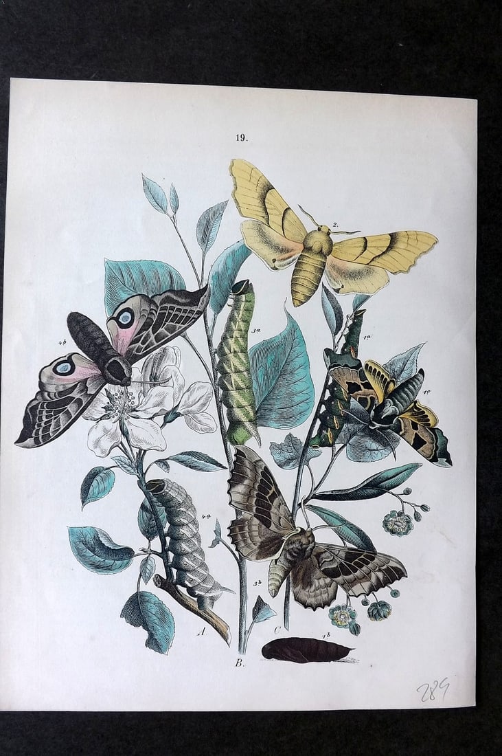 Kirby, William1882 Hand Col Moth Print 19: Lithograph Published 1882, London for "European Butterflies and Moths" by W. F. Kirby. Printed in colours and finished by hand. Paper Size: 10 x 8 inch (26 x 20cm) Good Condition
