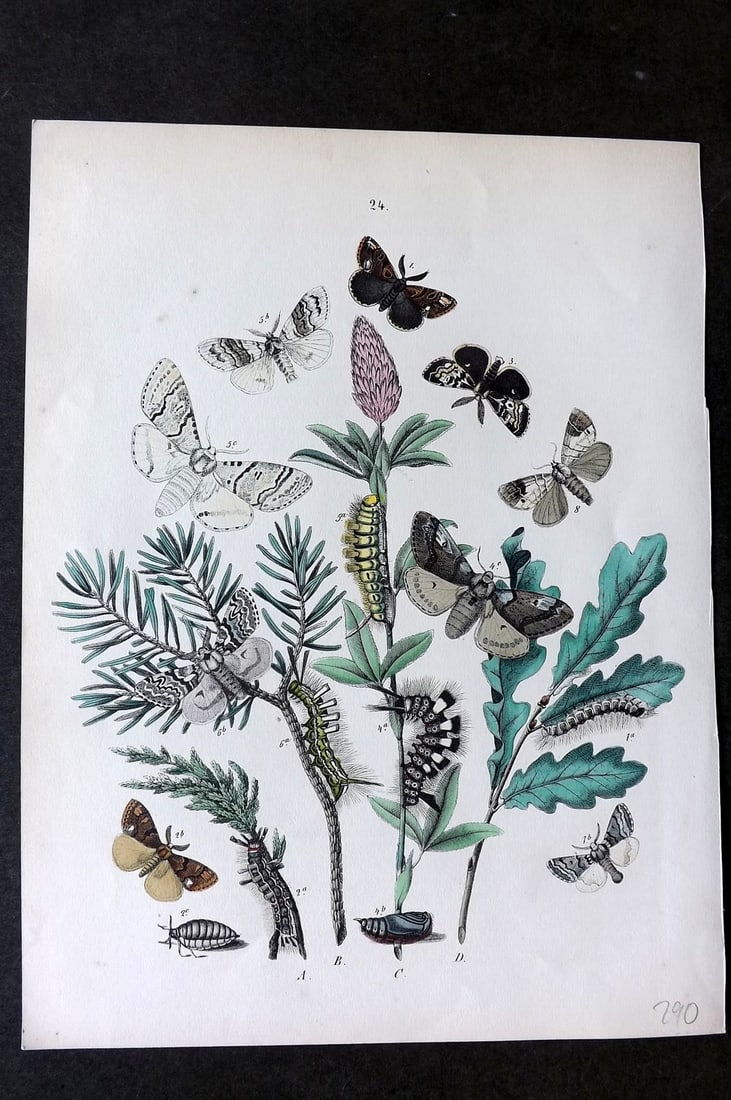 Kirby, William1882 Hand Col Moth Print 24: Lithograph Published 1882, London for "European Butterflies and Moths" by W. F. Kirby. Printed in colours and finished by hand. Paper Size: 10 x 8 inch (26 x 20cm) Good Condition