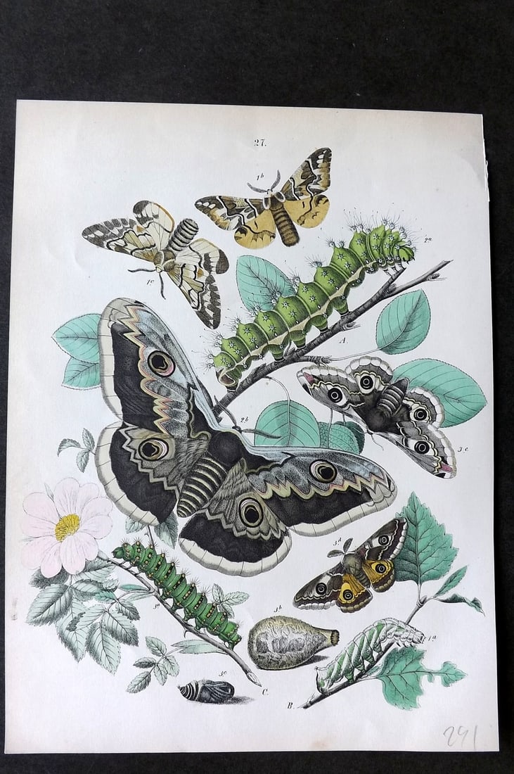 Kirby, William1882 Hand Col Moth Print 27: Lithograph Published 1882, London for "European Butterflies and Moths" by W. F. Kirby. Printed in colours and finished by hand. Paper Size: 10 x 8 inch (26 x 20cm) Good Condition