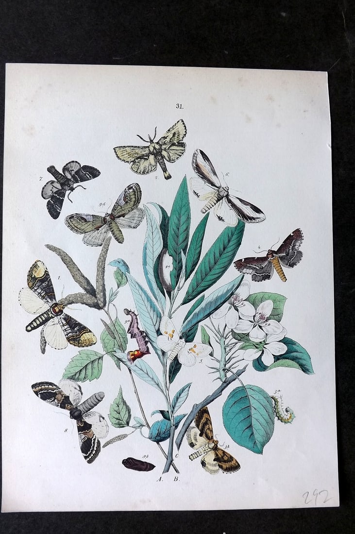 Kirby, William1882 Hand Col Moth Print 31: Lithograph Published 1882, London for "European Butterflies and Moths" by W. F. Kirby. Printed in colours and finished by hand. Paper Size: 10 x 8 inch (26 x 20cm) Good Condition