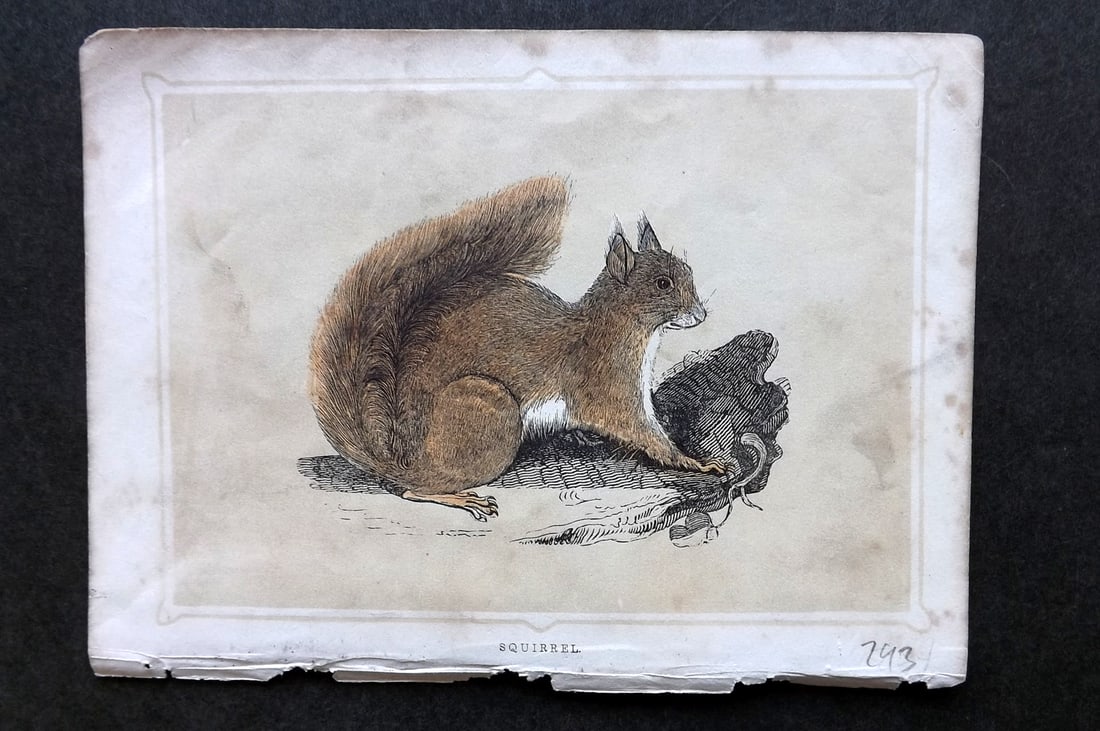 Morris, Francis 1852 Antique Print. Squirrel: Colour Printed Woodblock Published 1852, London for "Book of Natural History" by The Rev. Francis Morris Orpen. Some plates with additional hand colour. Paper Size: 7 x 5 inch (18 x 13cm) Some toning,