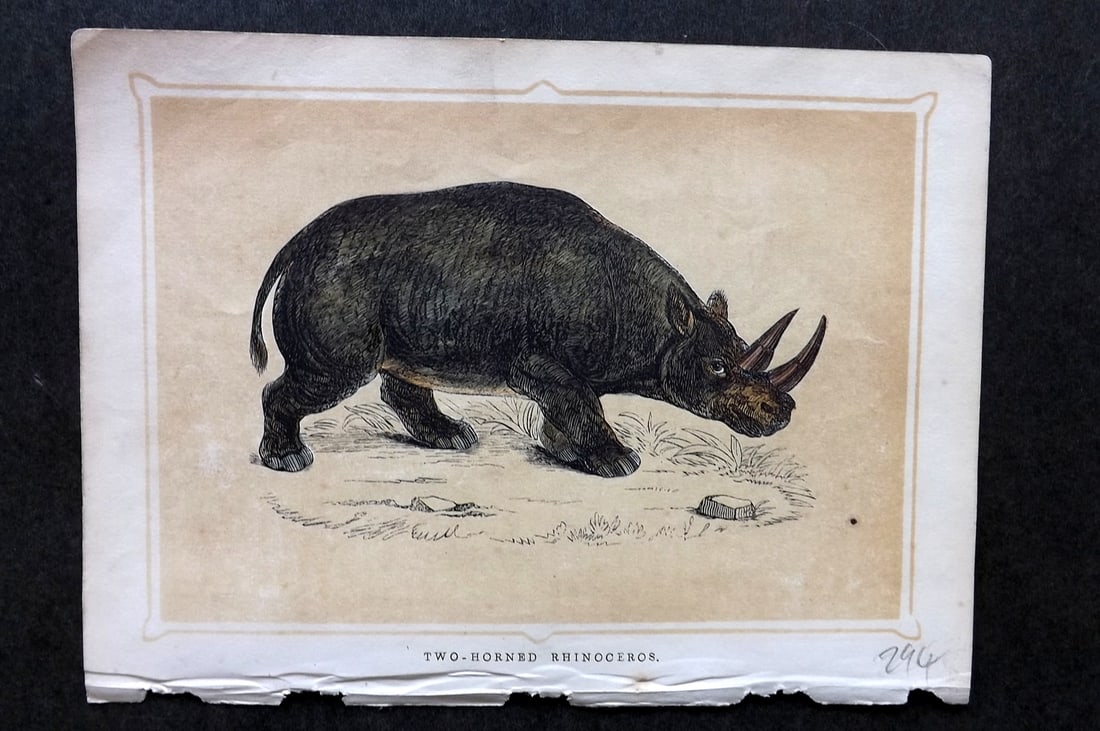 Morris, Francis 1852 Antique Print. Two Horned Rhino: Colour Printed Woodblock Published 1852, London for "Book of Natural History" by The Rev. Francis Morris Orpen. Some plates with additional hand colour. Paper Size: 7 x 5 inch (18 x 13cm) Good Conditi
