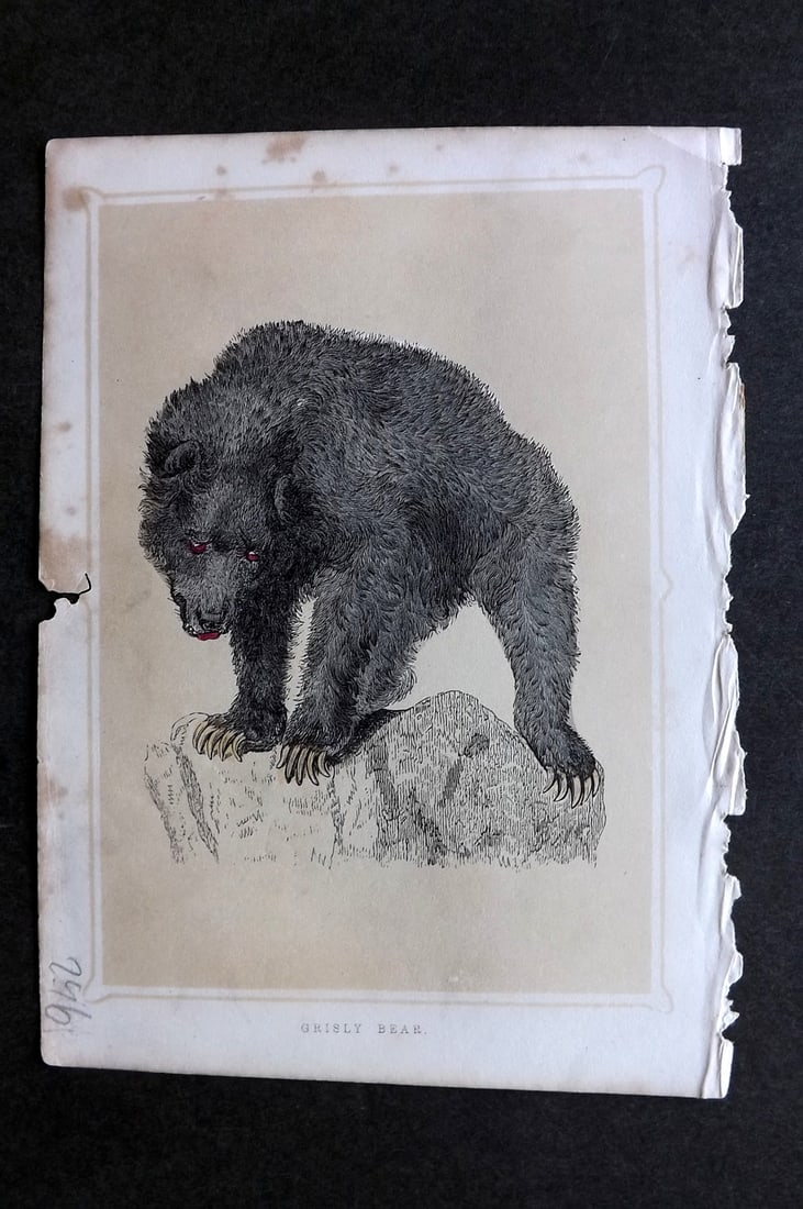 Morris, Francis 1852 Antique Print. Grisly Bear: Colour Printed Woodblock Published 1852, London for "Book of Natural History" by The Rev. Francis Morris Orpen. Some plates with additional hand colour. Paper Size: 7 x 5 inch (18 x 13cm) Very minor t