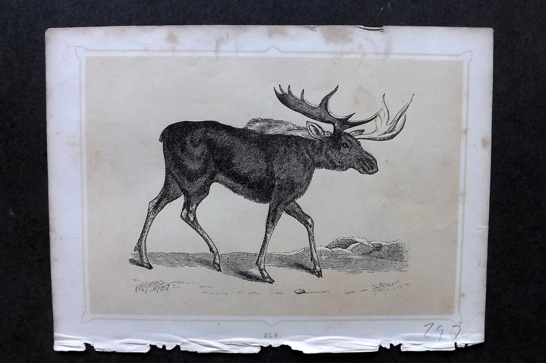 Morris, Francis 1852 Antique Print. Elk: Colour Printed Woodblock Published 1852, London for "Book of Natural History" by The Rev. Francis Morris Orpen. Some plates with additional hand colour. Paper Size: 7 x 5 inch (18 x 13cm) Very minor t