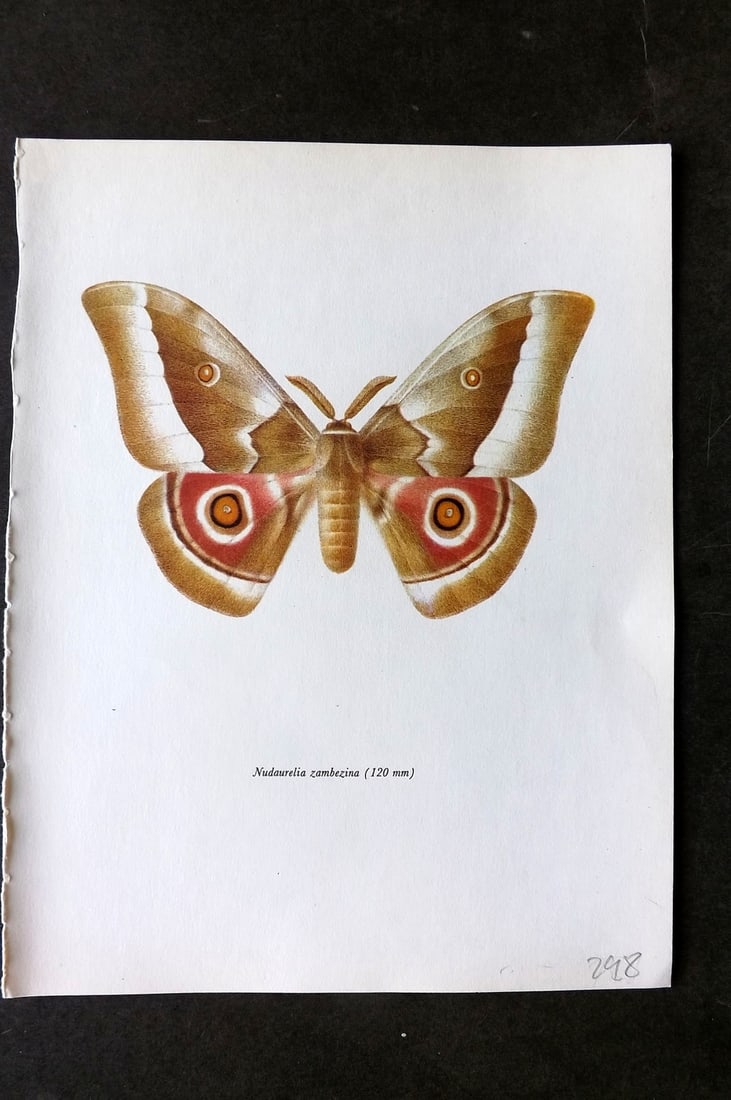 Prochazka, Frantisek 1966 Vintage Moth Print. Nudaurelia Zambezina (1 of 1)
