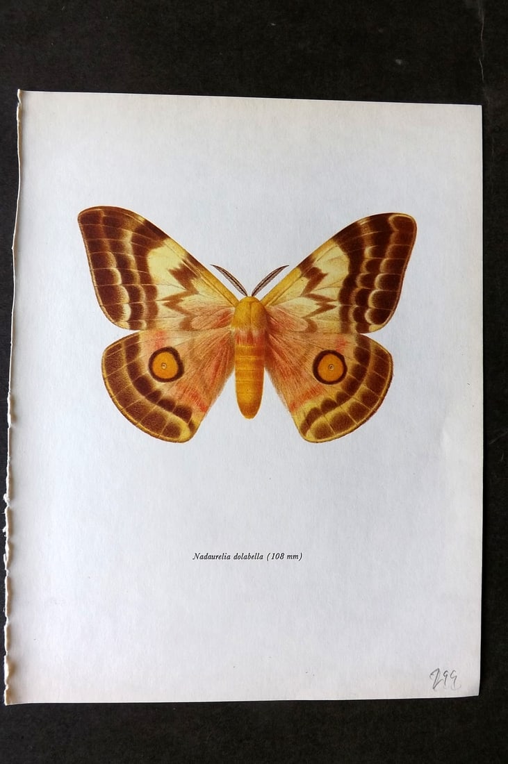 Prochazka, Frantisek 1966 Vintage Moth Print. Nudaurelia Dolabella (1 of 1)