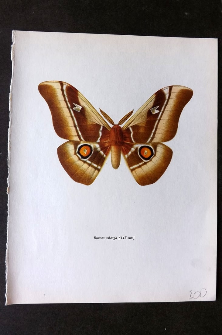 Prochazka, Frantisek 1966 Vintage Moth Print. Bunaea Aslauga (1 of 1)