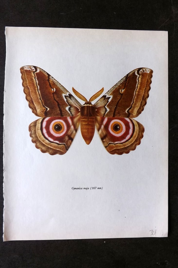 Prochazka, Frantisek 1966 Vintage Moth Print. Gymanisa Maja (1 of 1)