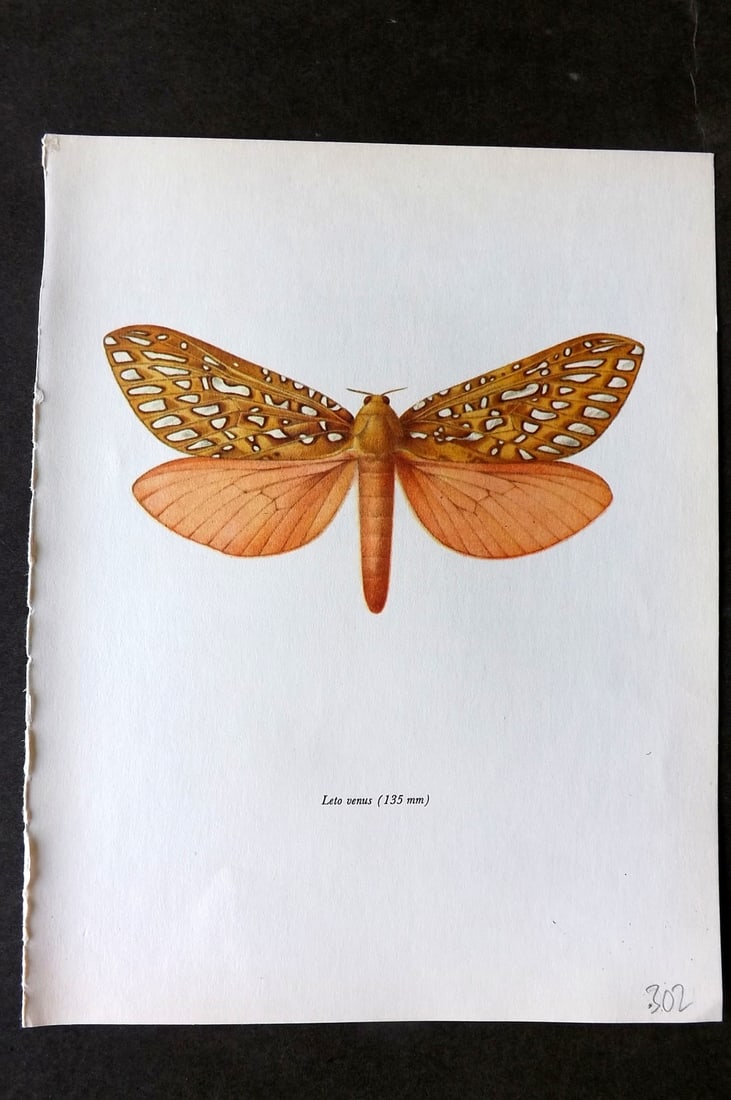 Prochazka, Frantisek 1966 Vintage Moth Print. Leto Venus (1 of 1)