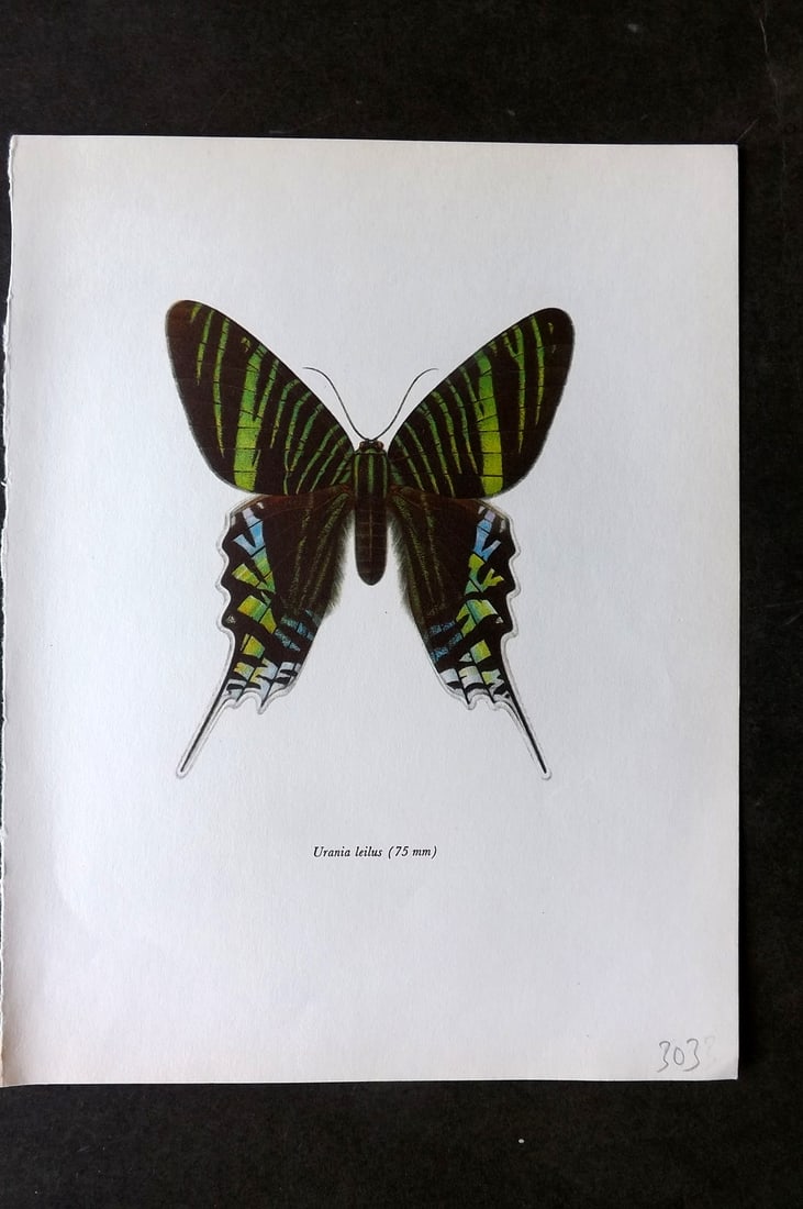 Prochazka, Frantisek 1966 Vintage Moth Print. Urania Leilus: Vintage Offset Lithograph Published 1966, London for "Beautiful Moths" by J. Moucha. Illustrated by Frantisek Prochazka. Descriptive text to verso, but this relates to the adjacent plate. On nice wove