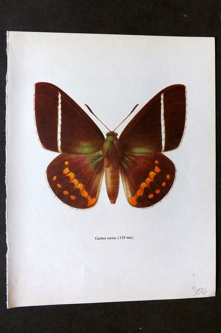 Prochazka, Frantisek 1966 Vintage Moth Print. Castnia Cacica (1 of 1)
