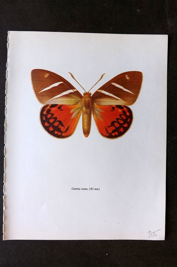 Prochazka, Frantisek 1966 Vintage Moth Print. Castnia Icarus (1 of 1)