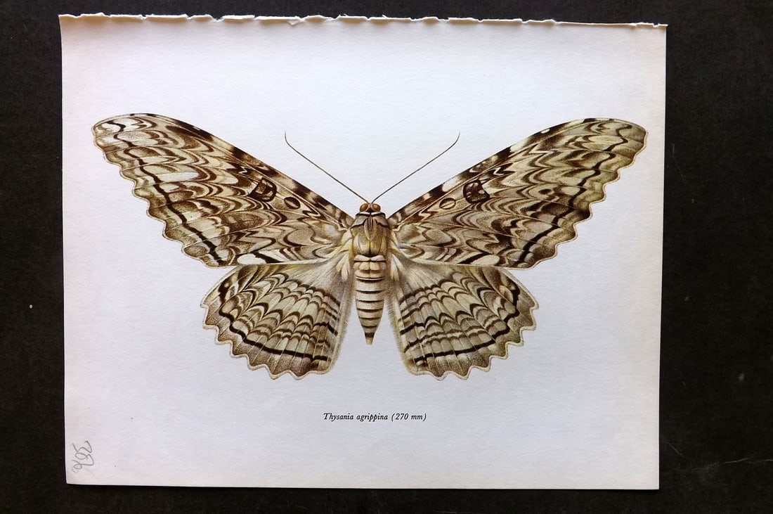 Prochazka, Frantisek 1966 Vintage Moth Print. Thysania Agrippina (1 of 1)