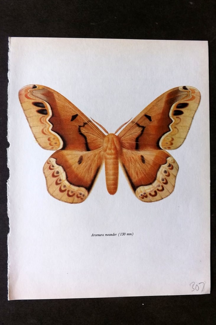 Prochazka, Frantisek 1966 Vintage Moth Print. Arsenura Meander (1 of 1)