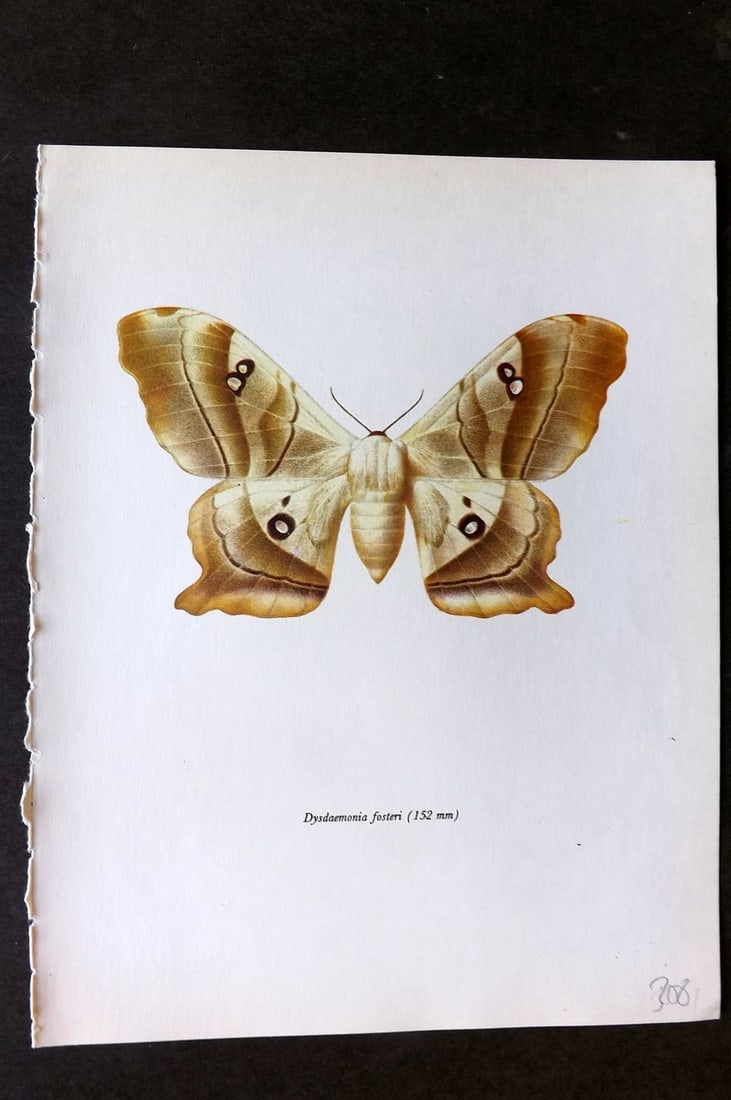 Prochazka, Frantisek 1966 Vintage Moth Print. Dysdaemonia Fosteri (1 of 1)