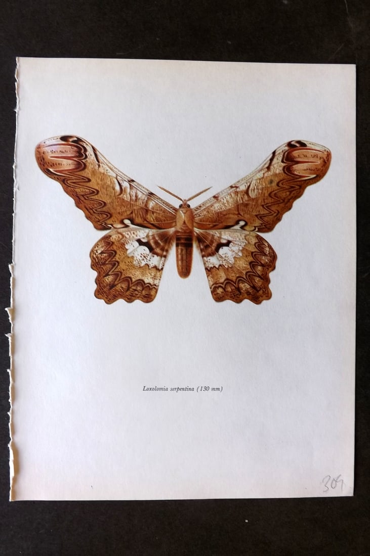 Prochazka, Frantisek 1966 Vintage Moth Print. Loxolomia Serpentina (1 of 1)