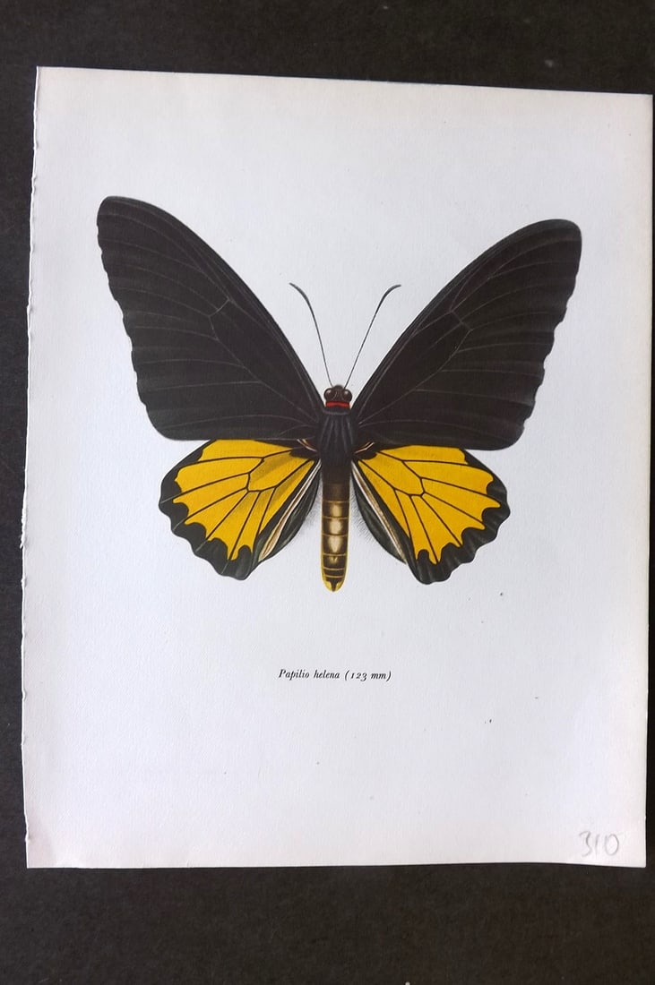 Prochazka, Frantisek 1963 Vintage Butterfly Print. Papilio Helena (1 of 1)