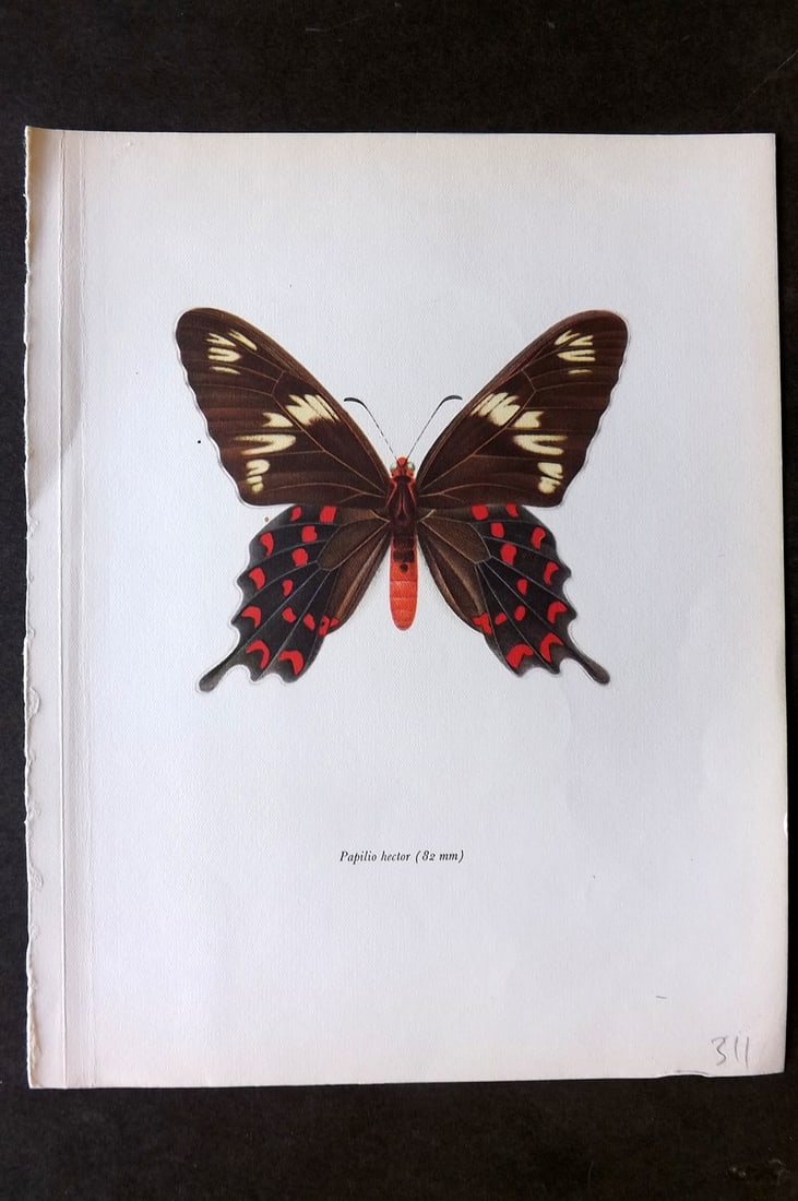 Prochazka, Frantisek 1963 Vintage Butterfly Print. Papilio Hector (1 of 1)