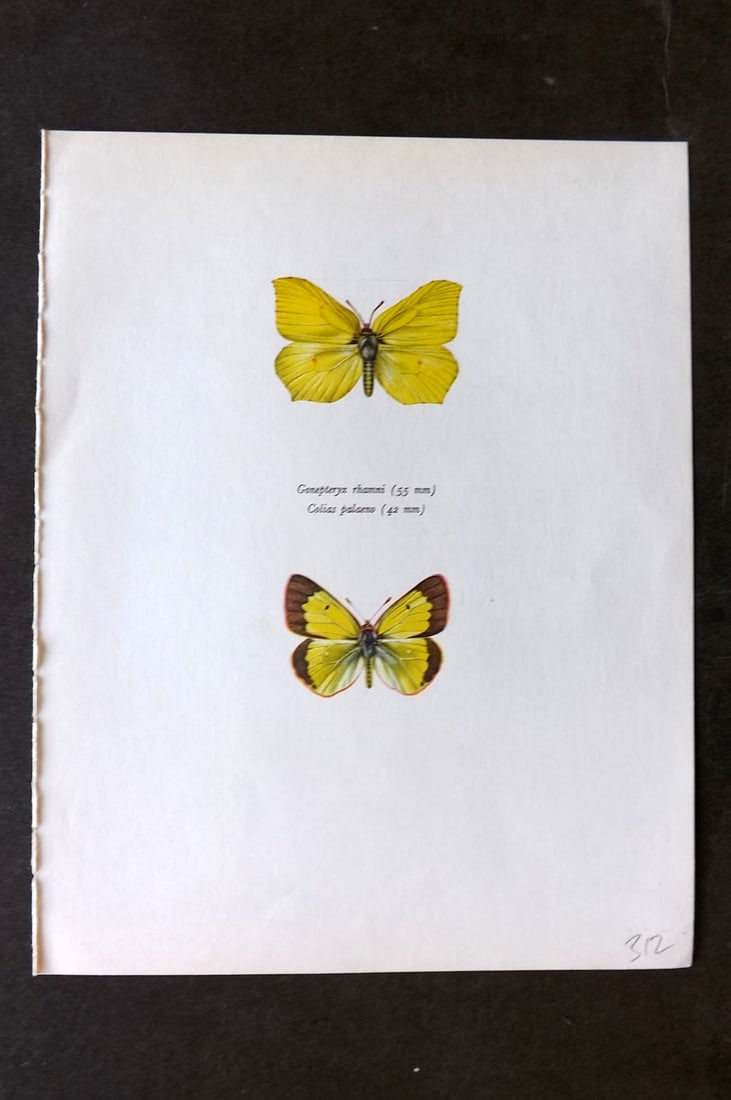 Prochazka, Frantisek 1963 Vintage Butterfly Print. Gonepteryx Rhammi (1 of 1)