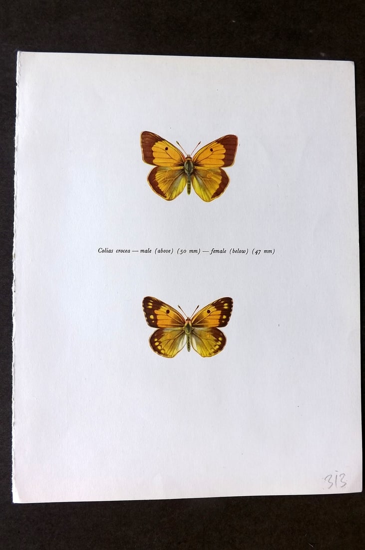 Prochazka, Frantisek 1963 Vintage Butterfly Print. Colias Crocea (1 of 1)