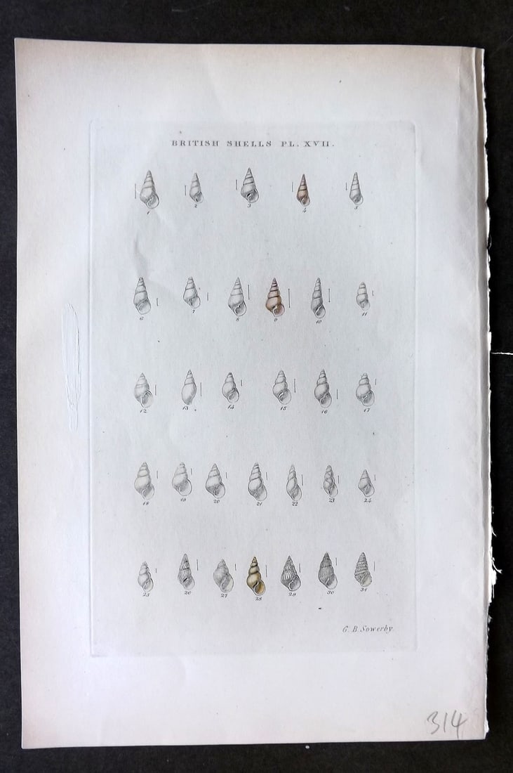 Sowerby, George 1887 Hand Col Shell Print. Odostomia 17: Hand Colored Etching Published 1887, London for "Illustrated Index of British Shells" by George Brettingham Sowerby. Paper Size: 10.5 x 7 inch (27 x 18cm) Small white paint mark in left margin. Good C
